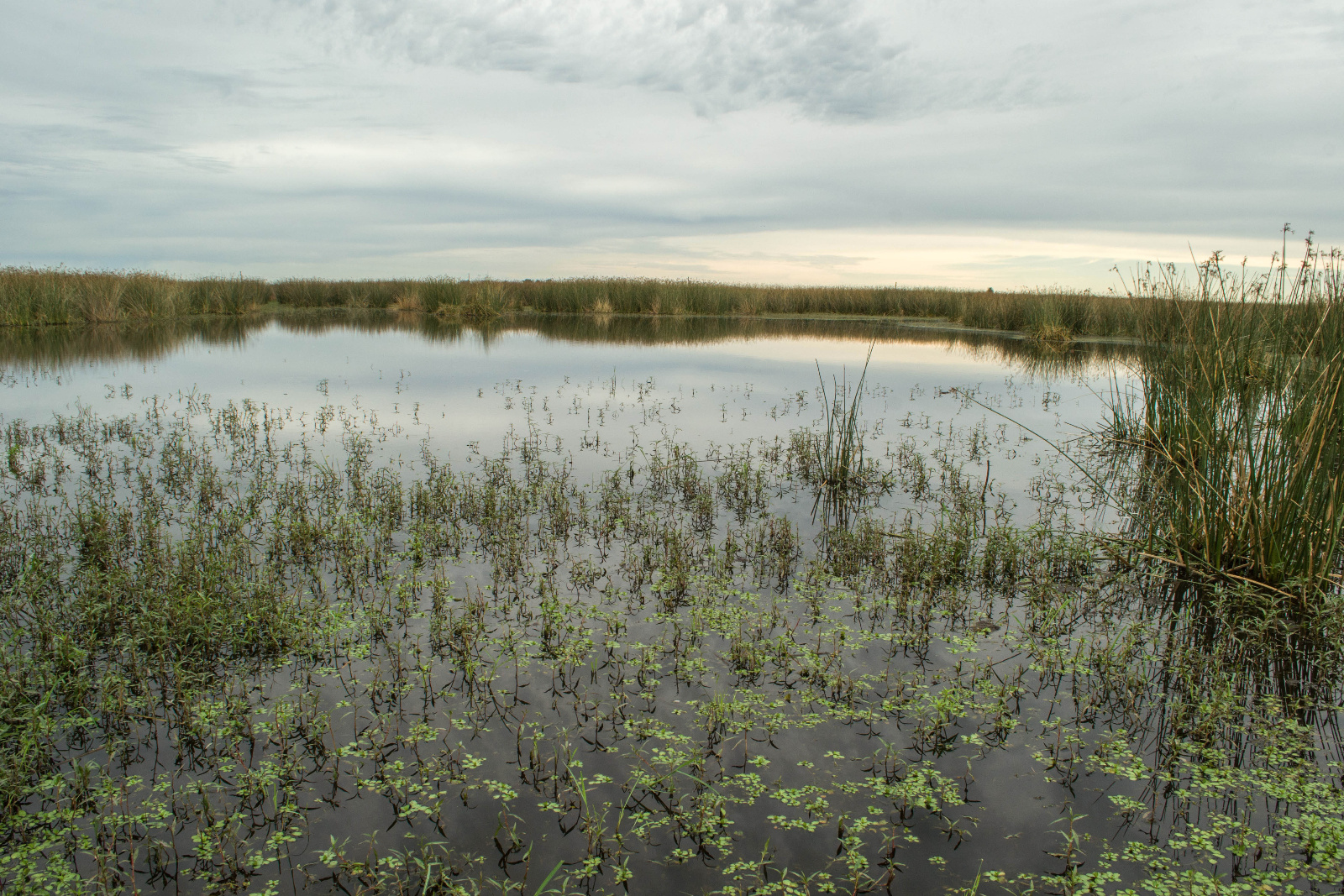Reproductive hábitat   Ph Gabriela Agostini